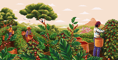 Café Dell'Arabica costa rica