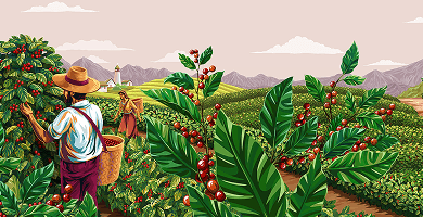 Café Dell'Arabica Colômbia